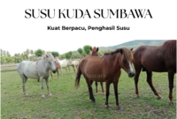 Kuda Sumbawa: Tangguh dan Penghasil Susu Kaya Khasiat