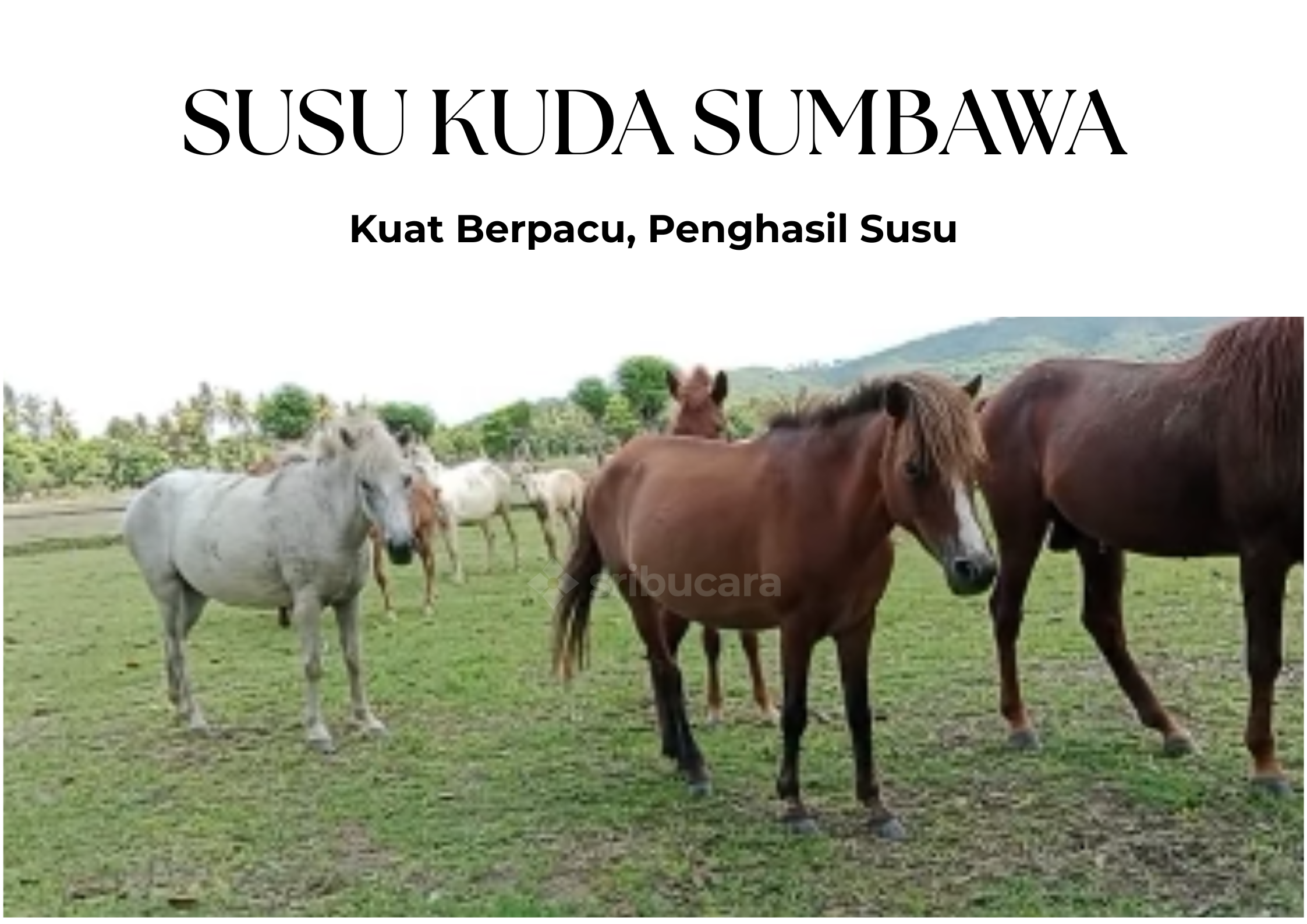 Kuda Sumbawa: Tangguh dan Penghasil Susu Kaya Khasiat